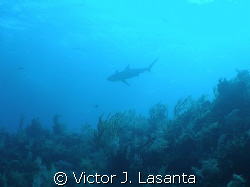 in to the blue!!!! reef shark on shark wall dive site in ... by Victor J. Lasanta 